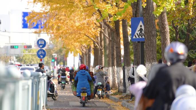 市民骑电动车经过长满银杏树的马路
