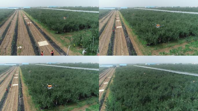 无人机作业 集体给果树喷洒农药 平陆航拍