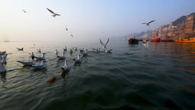 印度河 海鸟 划船