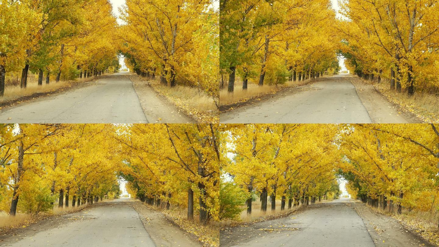 秋日黄树冠下空路视频素材