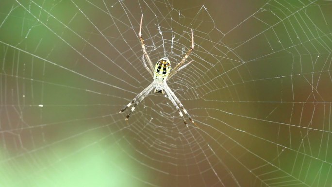 黄蜘蛛以被蛛网困住的昆虫为食