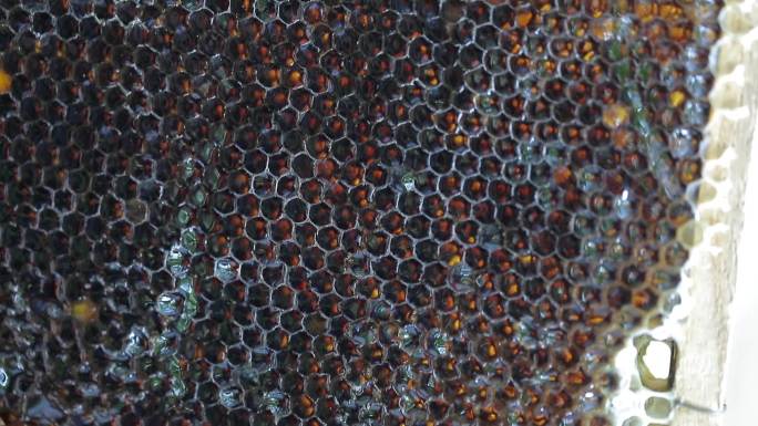 竖版蜂箱 蜂蜜 蜜蜂 蜂巢 取蜜 养蜂