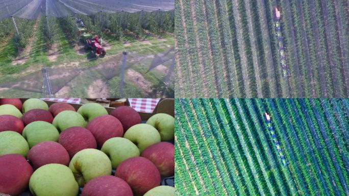 塞尔维亚 苹果种植