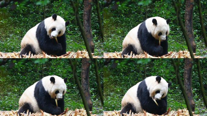 大熊猫吃竹子国宝熊猫大熊猫吃竹子黑白动物