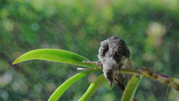 幼鸟栖息在兰花枝上的特写
