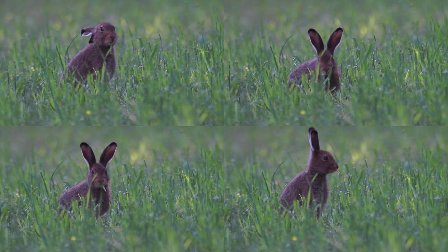 野兔在夏天吃草野外兔子兔子吃草警惕性