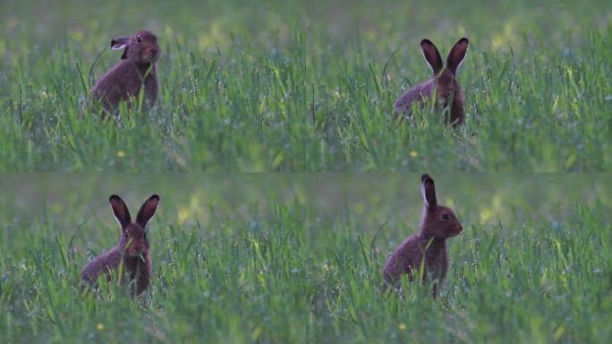 野兔在夏天吃草野外兔子兔子吃草警惕性