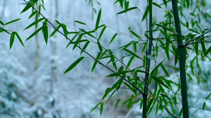 雪花落在竹叶上地形竹子