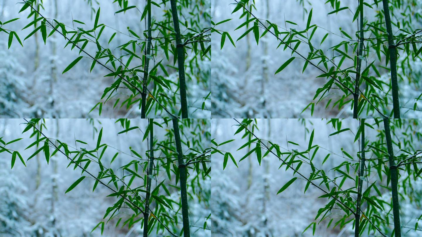 雪花落在竹叶上地形竹子