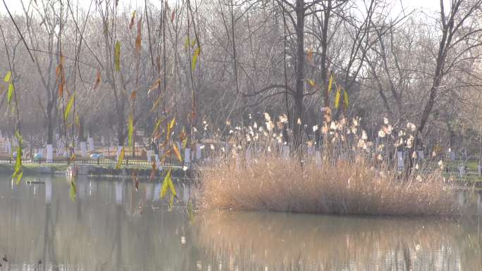 冬天 公园野鸭子芦苇寂静的湖水冬日阳光