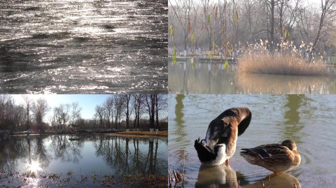 冬天 公园野鸭子芦苇寂静的湖水冬日阳光