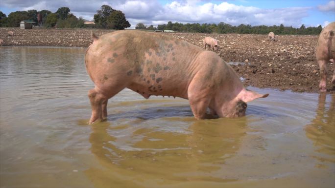 国内农场的猪养殖场肉类4k