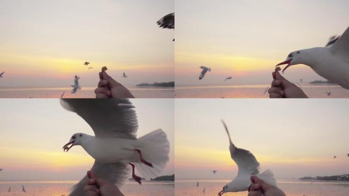 海鸥飞翔着进食飞海洋日光