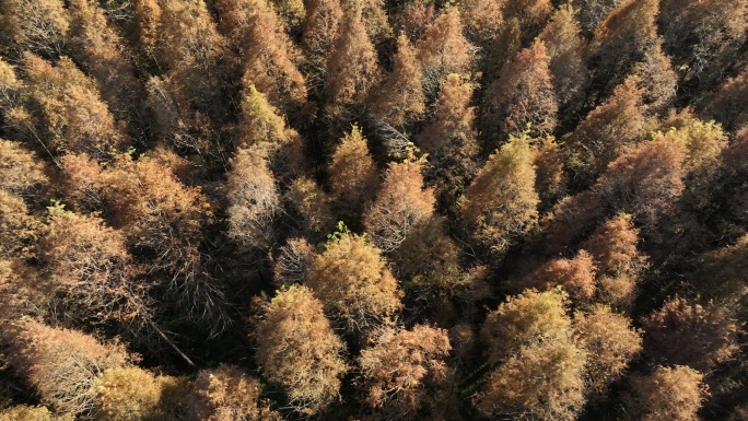 航拍水杉树林红叶黄叶冬季自然风光