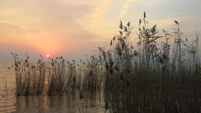 深秋落日芦苇夕阳湖边