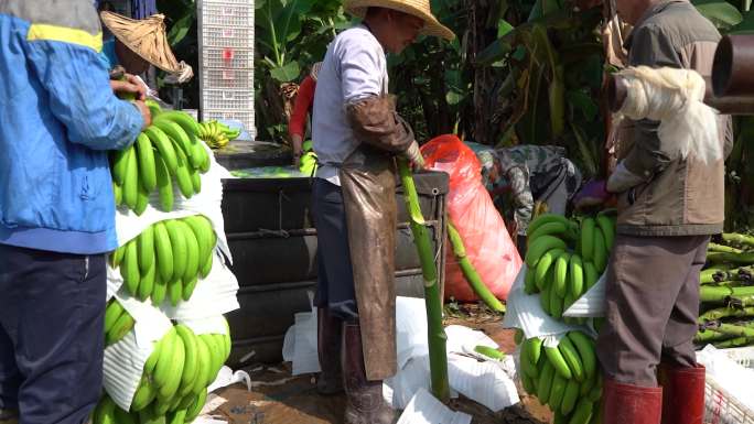 农民收获香蕉采摘清洗装车