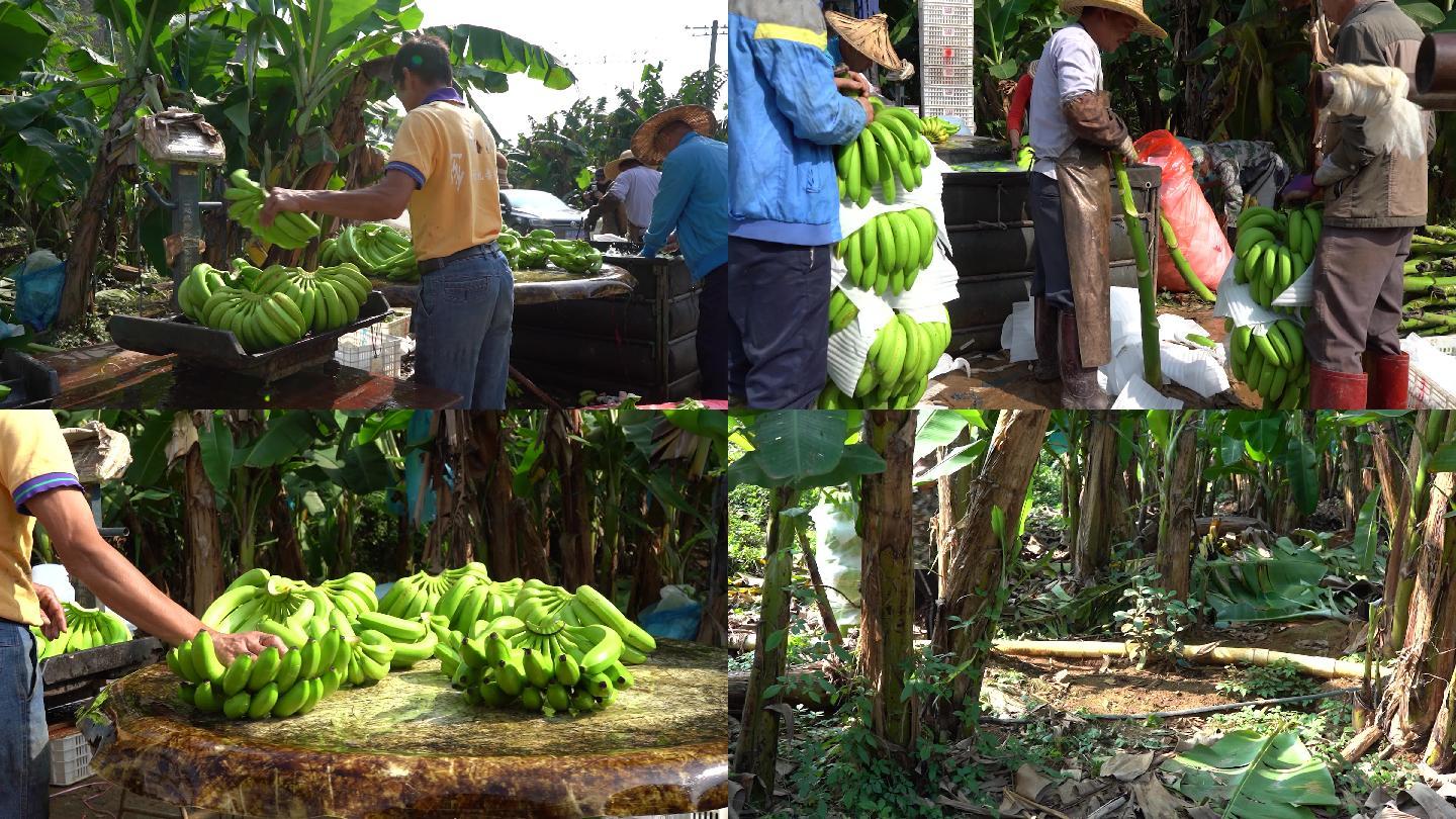 农民收获香蕉采摘清洗装车