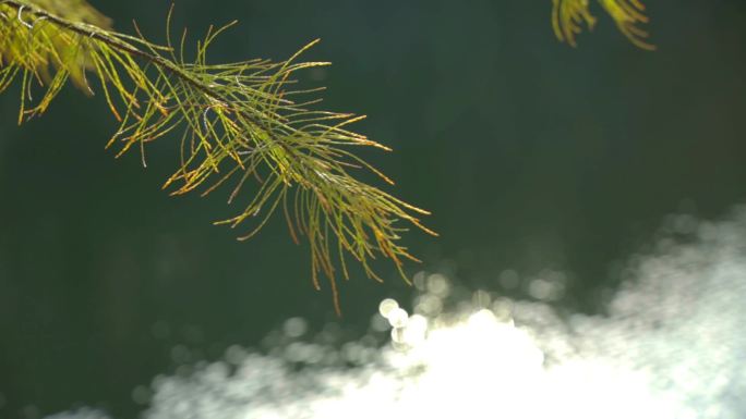 唯美水面光斑，光芒透过树枝，树叶通透炫光