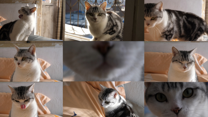 猫 小猫 动物 4k 家居 生活 懒猫