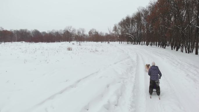 哈士奇拉着主人在雪地上奔跑