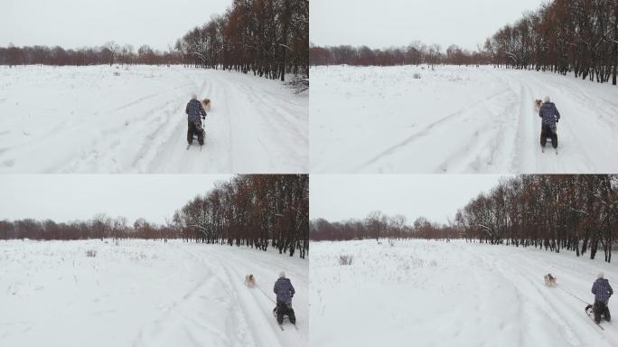 哈士奇拉着主人在雪地上奔跑