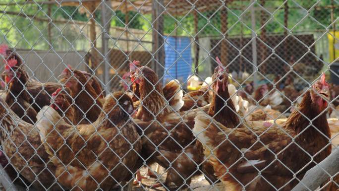 养鸡场基地产业鸡舍养殖饲养鸡蛋鸡肉