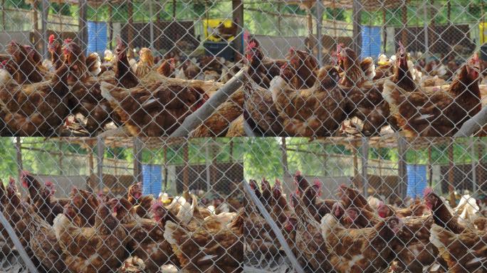 养鸡场基地产业鸡舍养殖饲养鸡蛋鸡肉