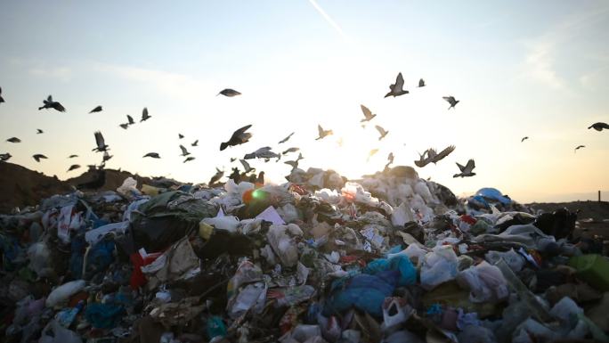 城市垃圾在垃圾填埋场，到处都是鸟