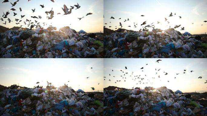 城市垃圾在垃圾填埋场，到处都是鸟