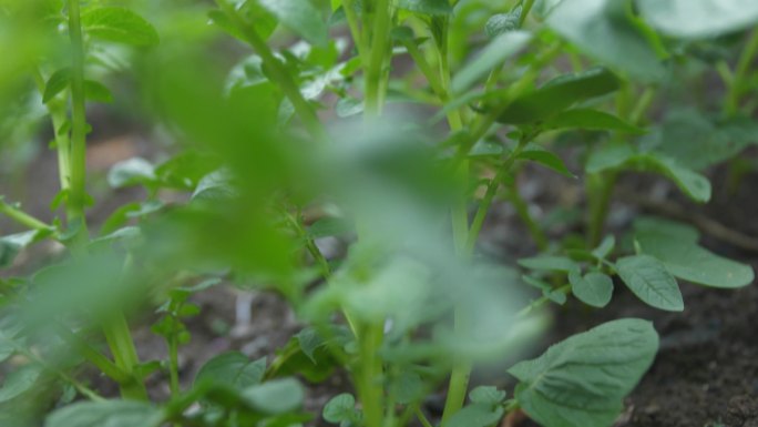 近距离观察地里的土豆植株