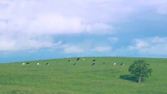 奶牛场家畜旅游目的地食草