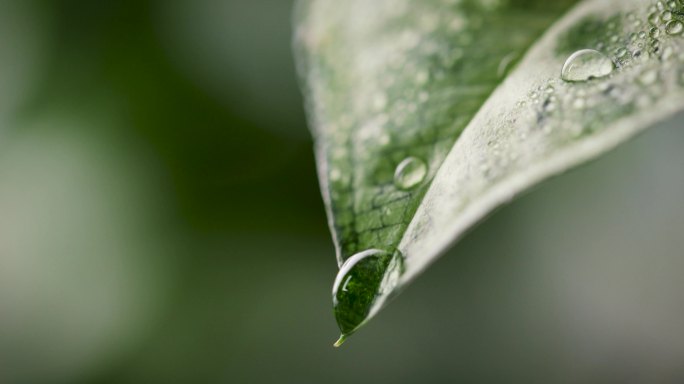 新鲜的水滴从绿色的叶子上落下