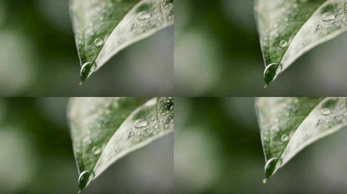 新鲜的水滴从绿色的叶子上落下
