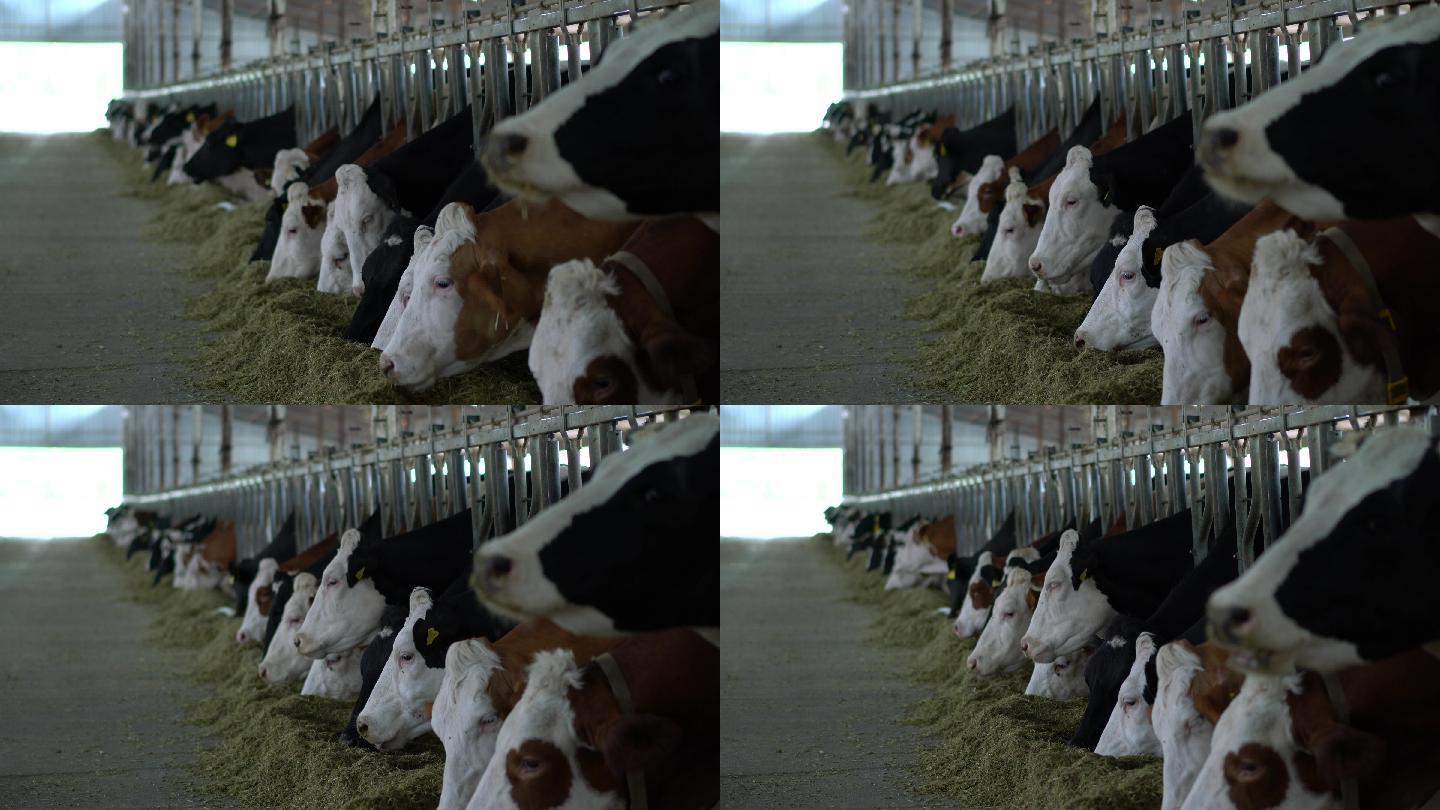 在畜栏里喂养的奶牛