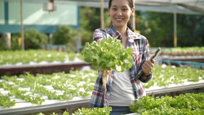 大棚蔬菜种植基地生态绿色