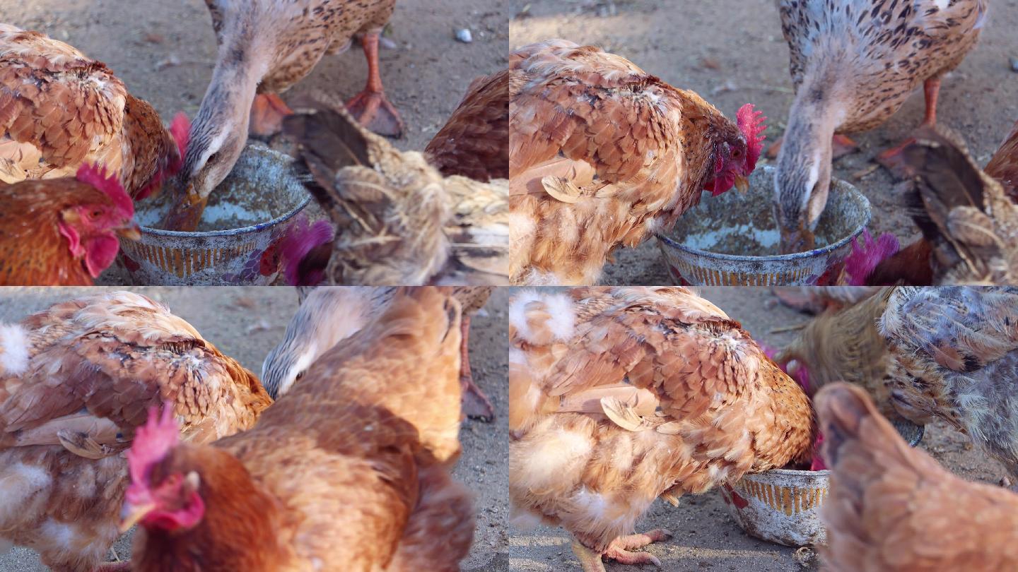 农场吃食的鸡传统自由放养家禽农场的鸡图片下载 - 觅知网