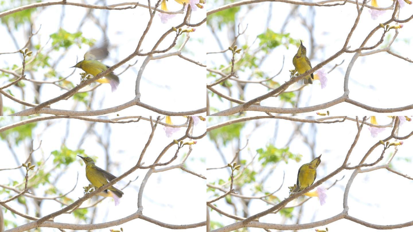 橄榄色太阳鸟小鸟在树枝上停留自然生态叽叽