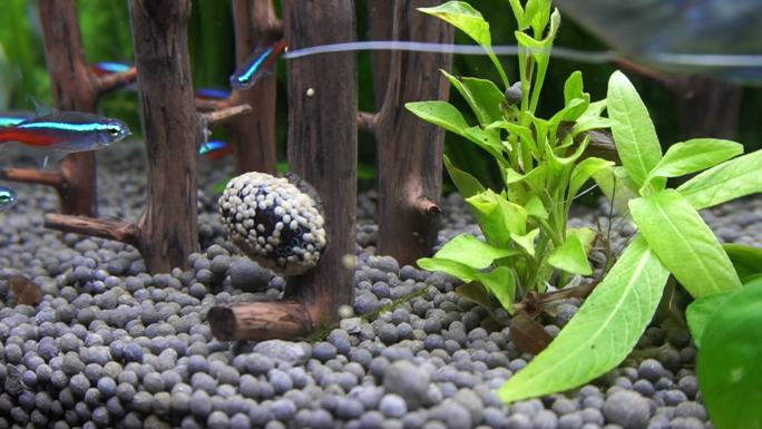 水族海螺除藻螺黑金刚繁殖 (5)