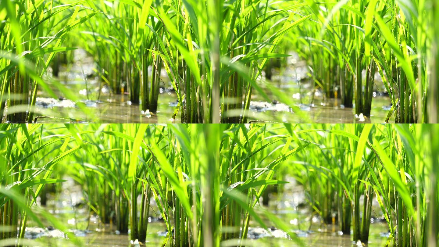 稻田夏季低角度视图
