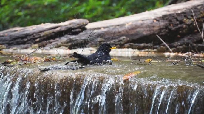 鸟洗澡喝水与瀑布溅水的慢镜头。