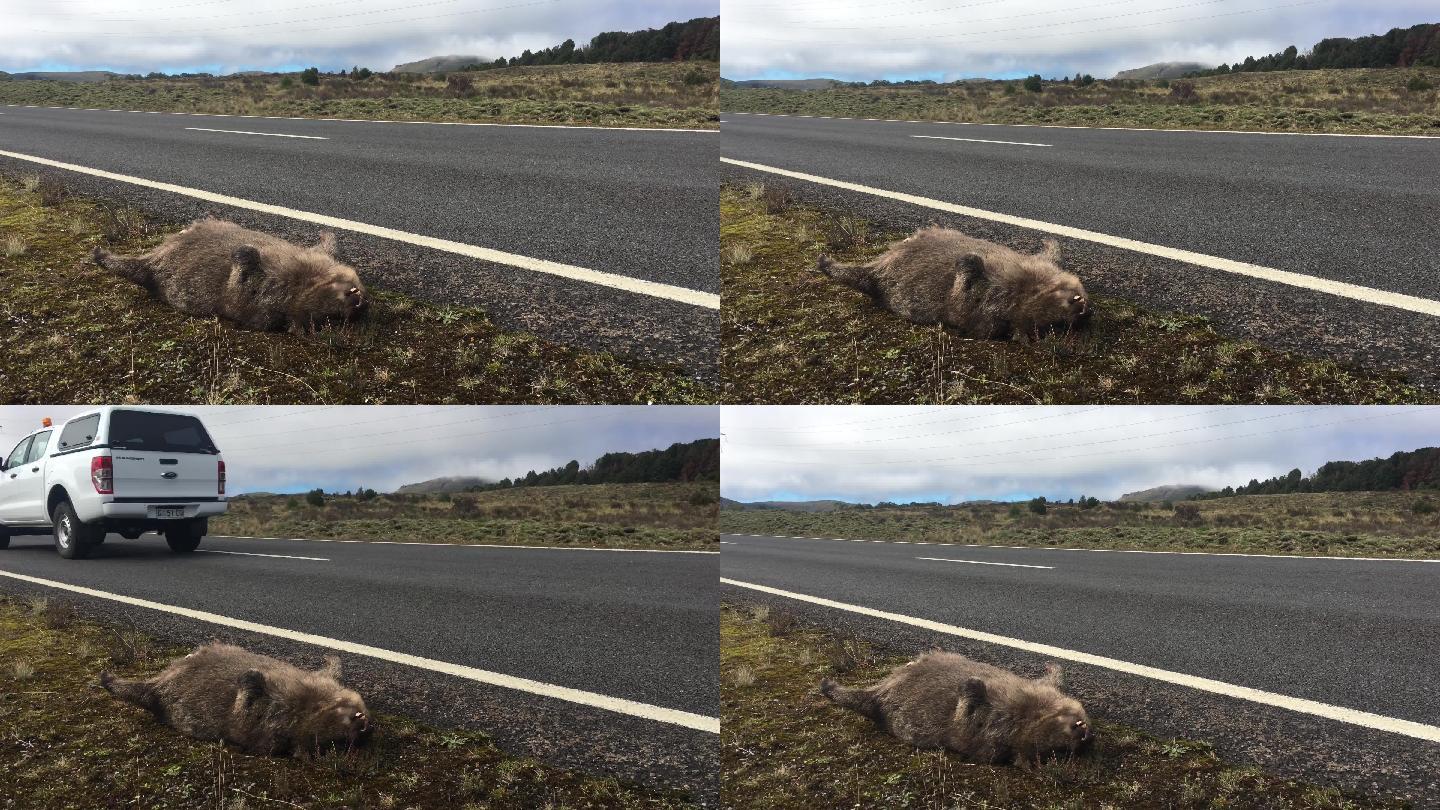 在澳大利亚的塔斯马尼亚被车撞死的袋熊