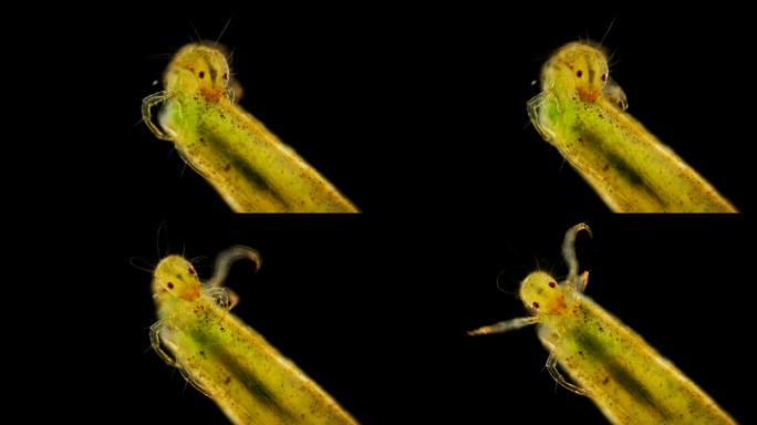 在显微镜下观察毛翅目幼虫