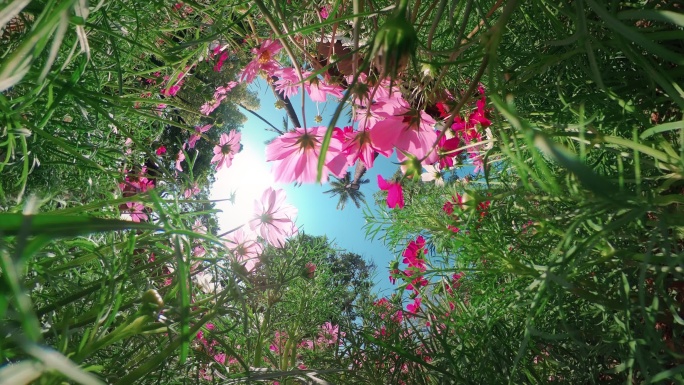 阳光下的野花唯美绿色自然植物鲜花树叶特写