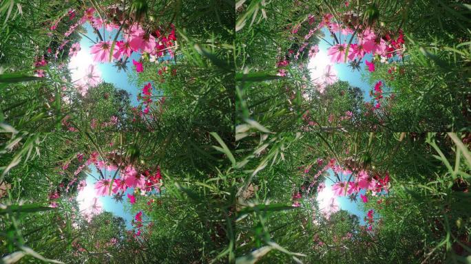阳光下的野花唯美绿色自然植物鲜花树叶特写