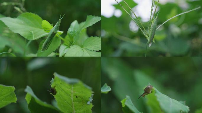 蜗牛-蜗牛爬走-大自然生物