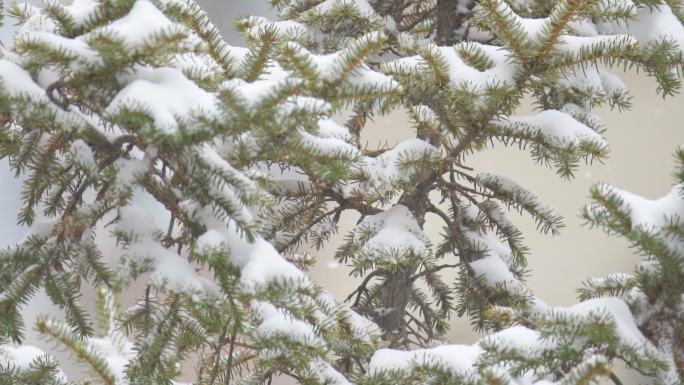 寒冷冬季下雪天的绿色植物和树木