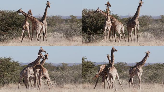 3只雄性长颈鹿的头互相撞击并争夺统治地位