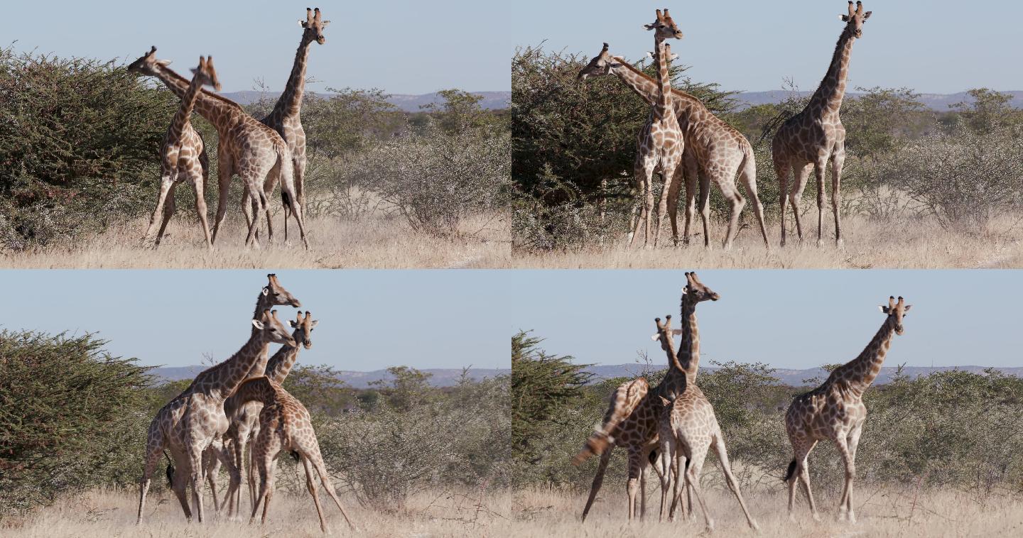 3只雄性长颈鹿的头互相撞击并争夺统治地位