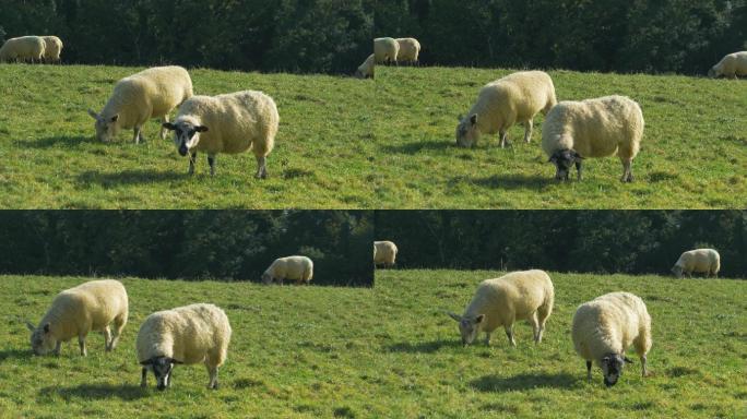 草地上的羔羊产地基地产业饲养养殖山羊