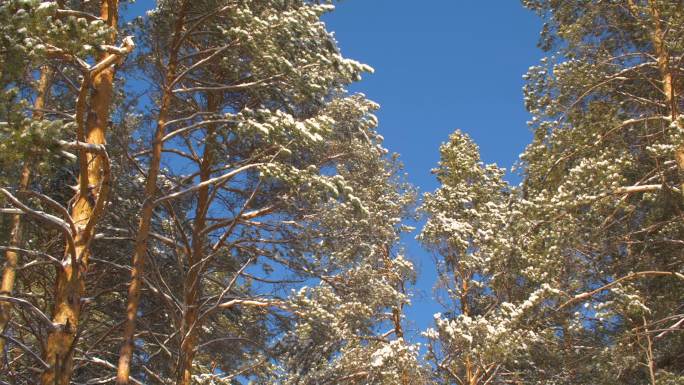 冬日的松树覆盖着皑皑白雪
